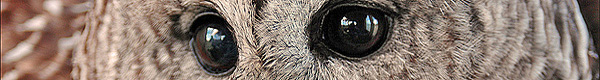 Banner photos by Kate Davis, Raptors of the Rockies. All rights reserved.